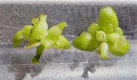  Female flowers -Lateral view (L) and Upper view (R) 
